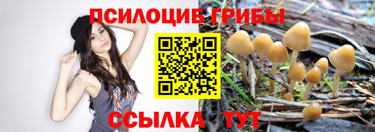 Галлюциногенные грибы Psilocybine cubensis Кизляр